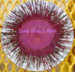 Love Grows Here-Splatter flower-hashtag purple-Ln